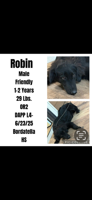 Robin
