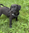 adoptable Dog in , IL named Oreo