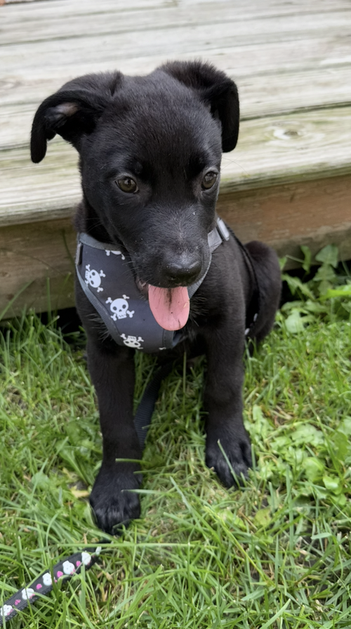 Domino