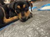 Waylon