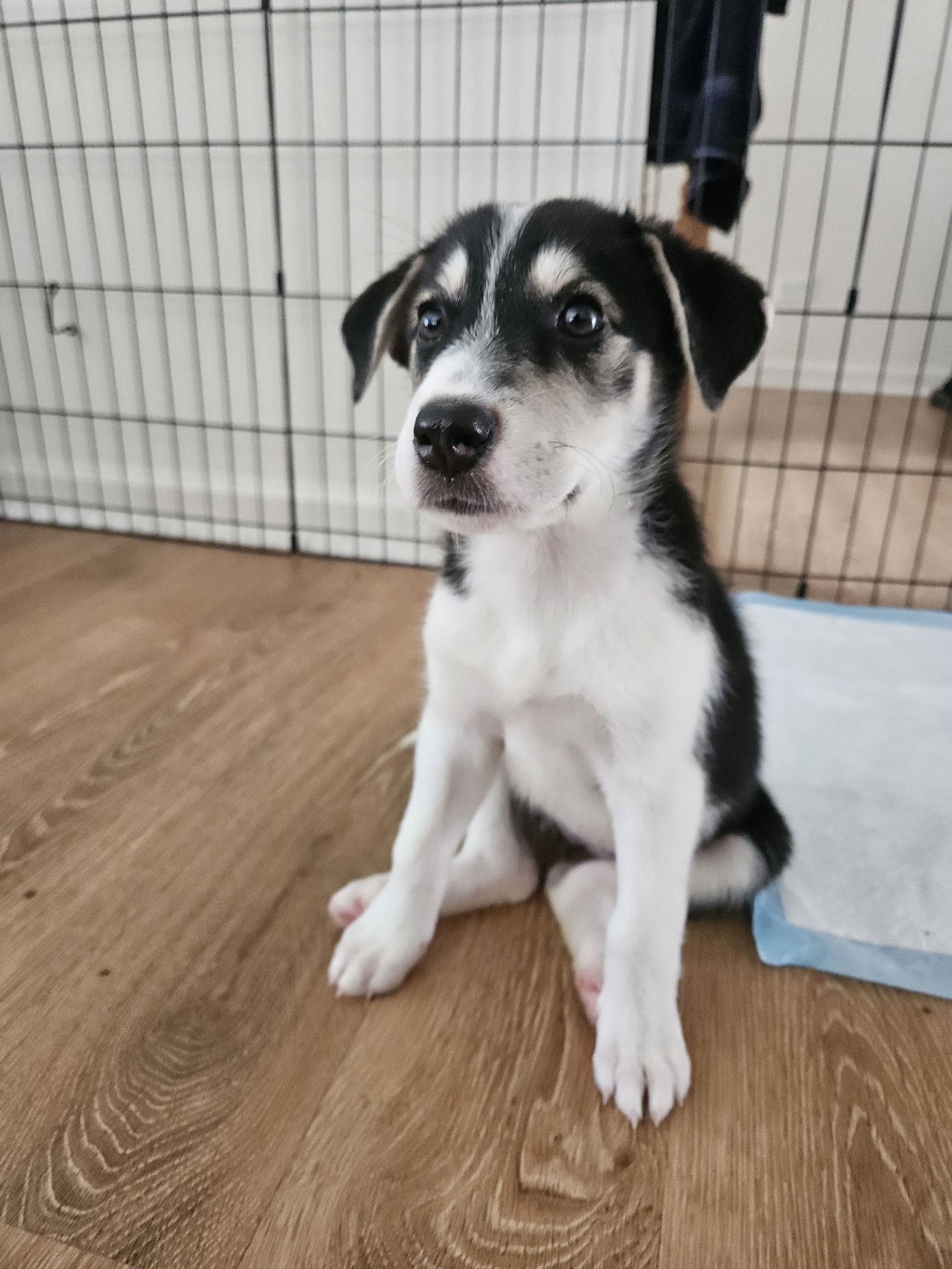 adoptable Dog in Bolingbrook, IL named Orla