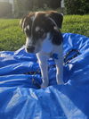 Orla