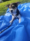 adoptable Dog in , IL named Eefa