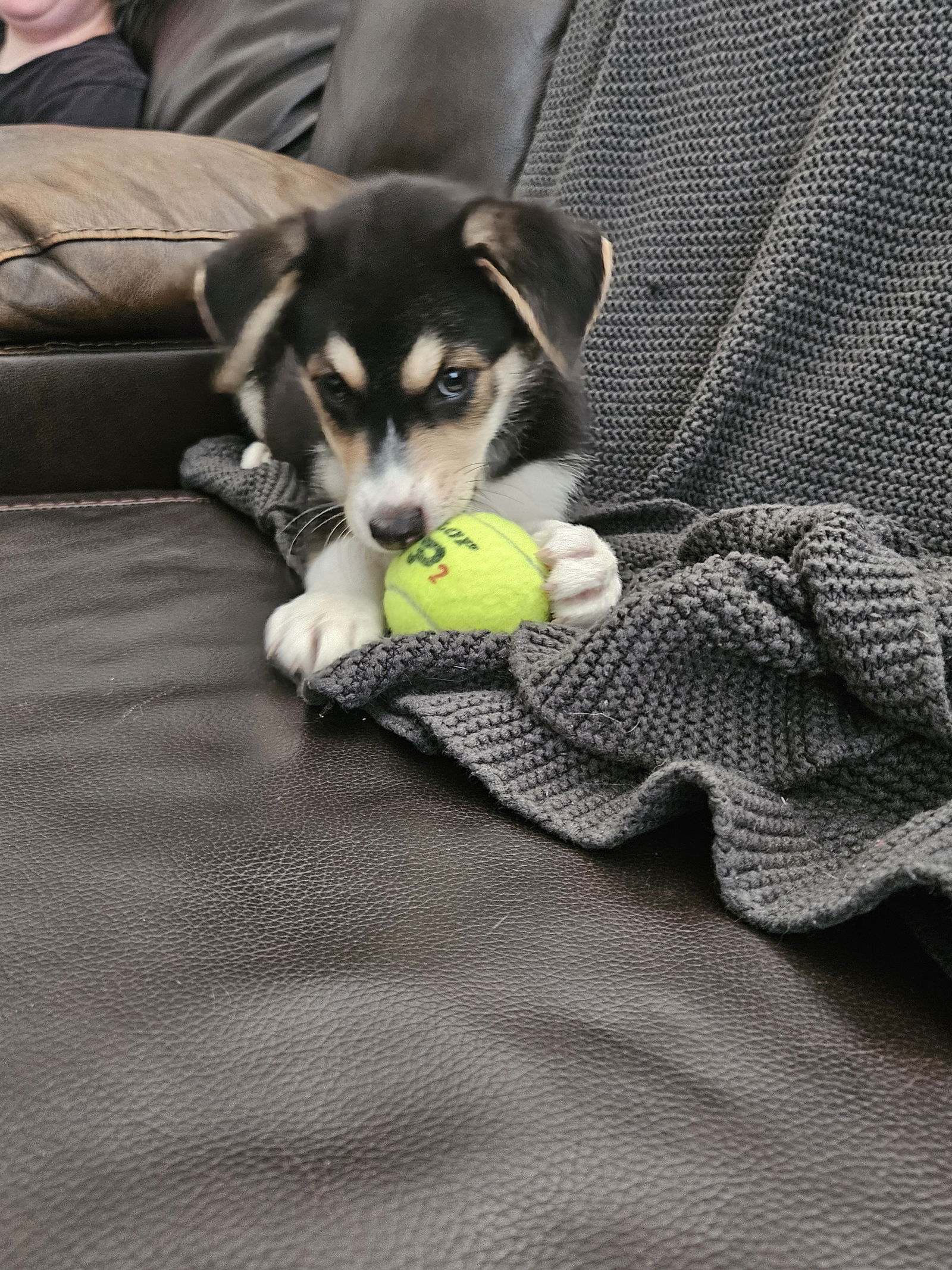 adoptable Dog in Bolingbrook, IL named Owen