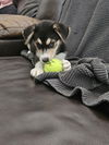 adoptable Dog in  named Owen