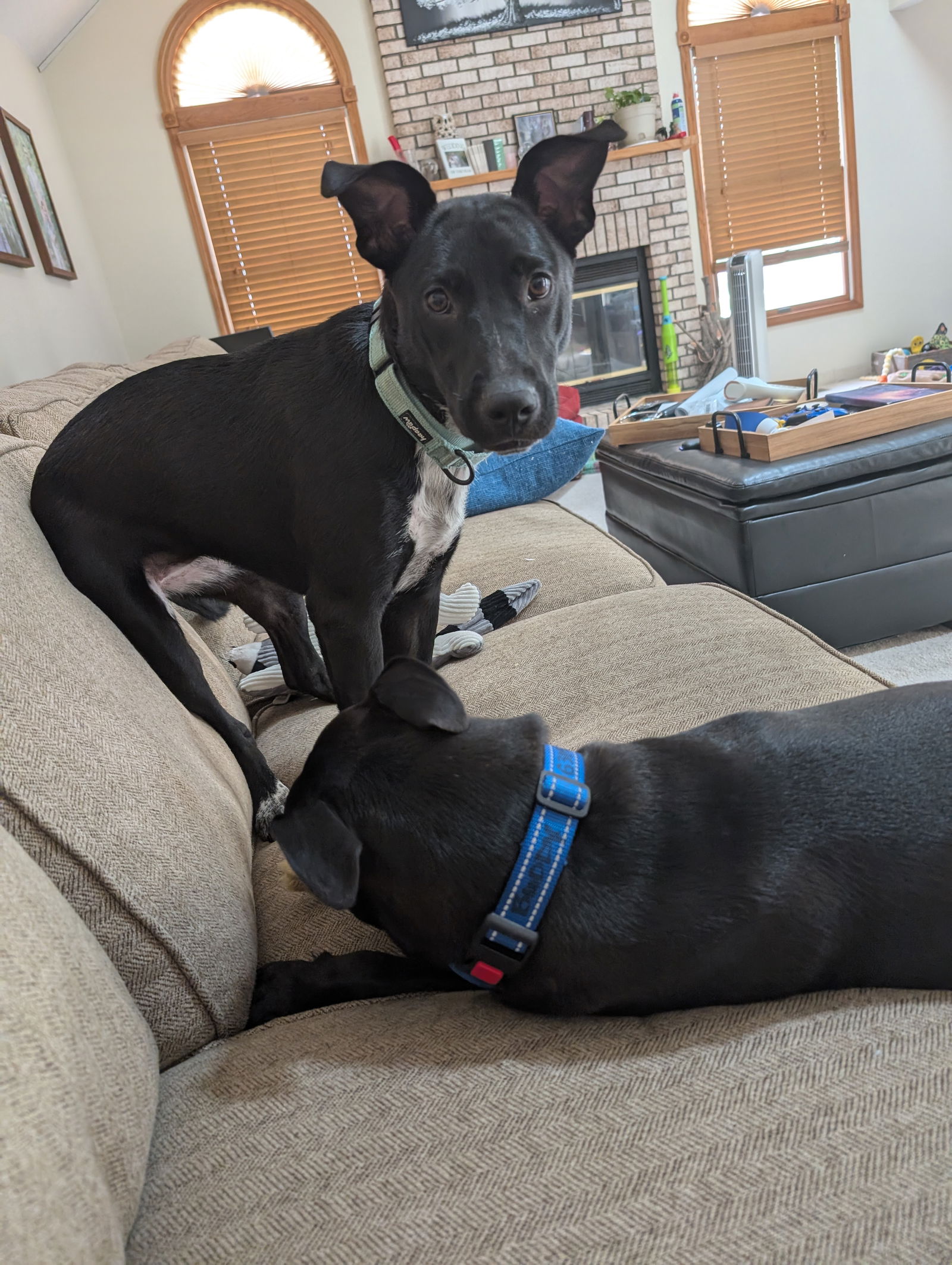 adoptable Dog in Bolingbrook, IL named Mary