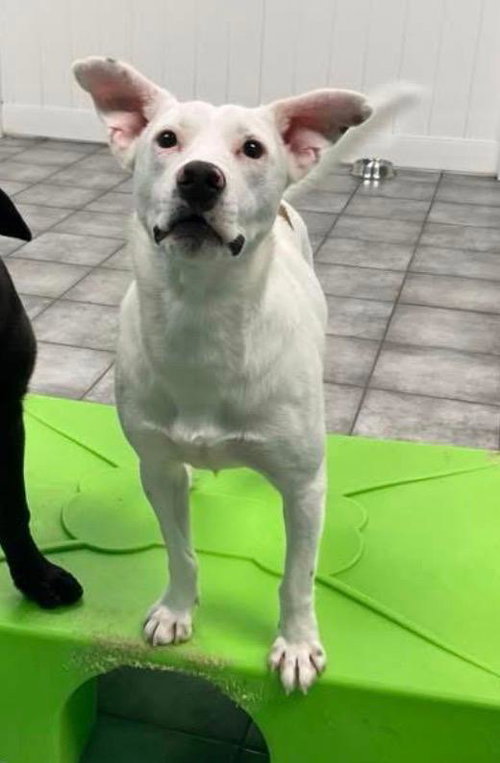 DUTTON - Terrier / Labrador Retriever available for adoption