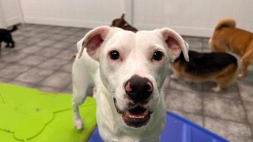 DUTTON - Terrier / Labrador Retriever available for adoption