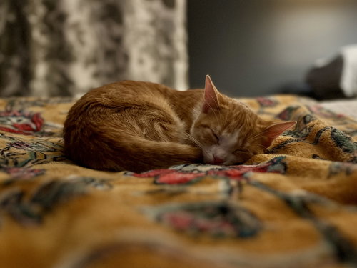 GRACIE - Domestic Short Hair available for adoption