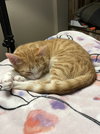 Gracie - Photo 3
