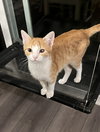 Gracie - Photo 7