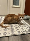 Gracie - Photo 8