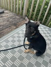 Sage - Photo 1