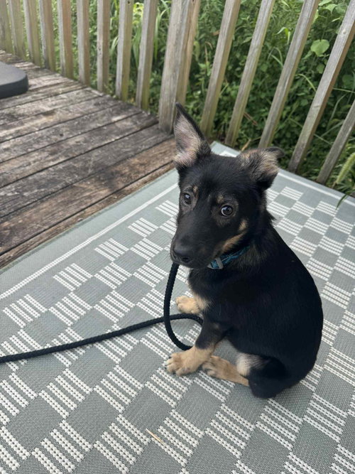 SAGE - German Shepherd Dog for adoption in Aurora
