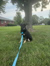 Sage - Photo 2