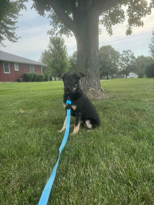 SAGE - German Shepherd Dog available for adoption