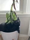 Frankie - Photo 3
