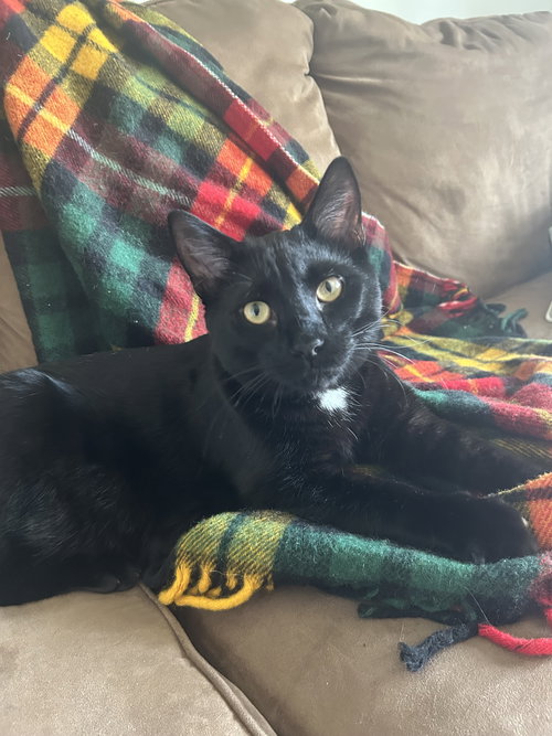 FRANKIE - Domestic Short Hair available for adoption
