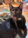 Frankie - Photo 2