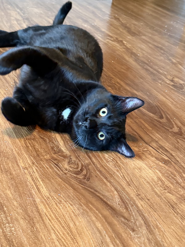 Frankie
