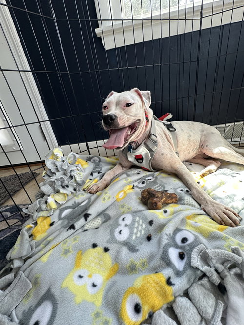 HAPPY - Pit Bull Terrier available for adoption