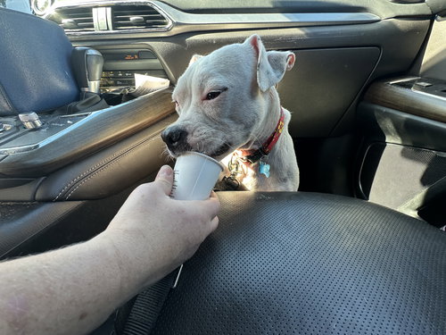 HAPPY - Pit Bull Terrier available for adoption
