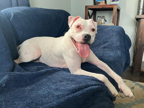 HAPPY - Pit Bull Terrier for adoption in Aurora