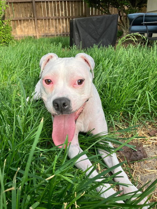 Happy, an adoptable Pit Bull Terrier in Plainfield, IL