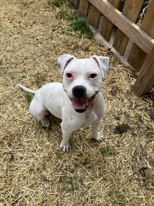 HAPPY - Pit Bull Terrier available for adoption