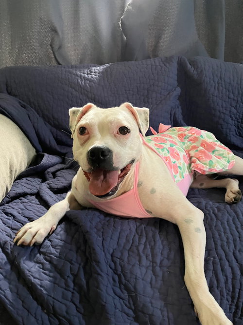HAPPY - Pit Bull Terrier available for adoption