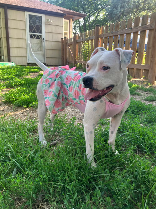 HAPPY - Pit Bull Terrier available for adoption
