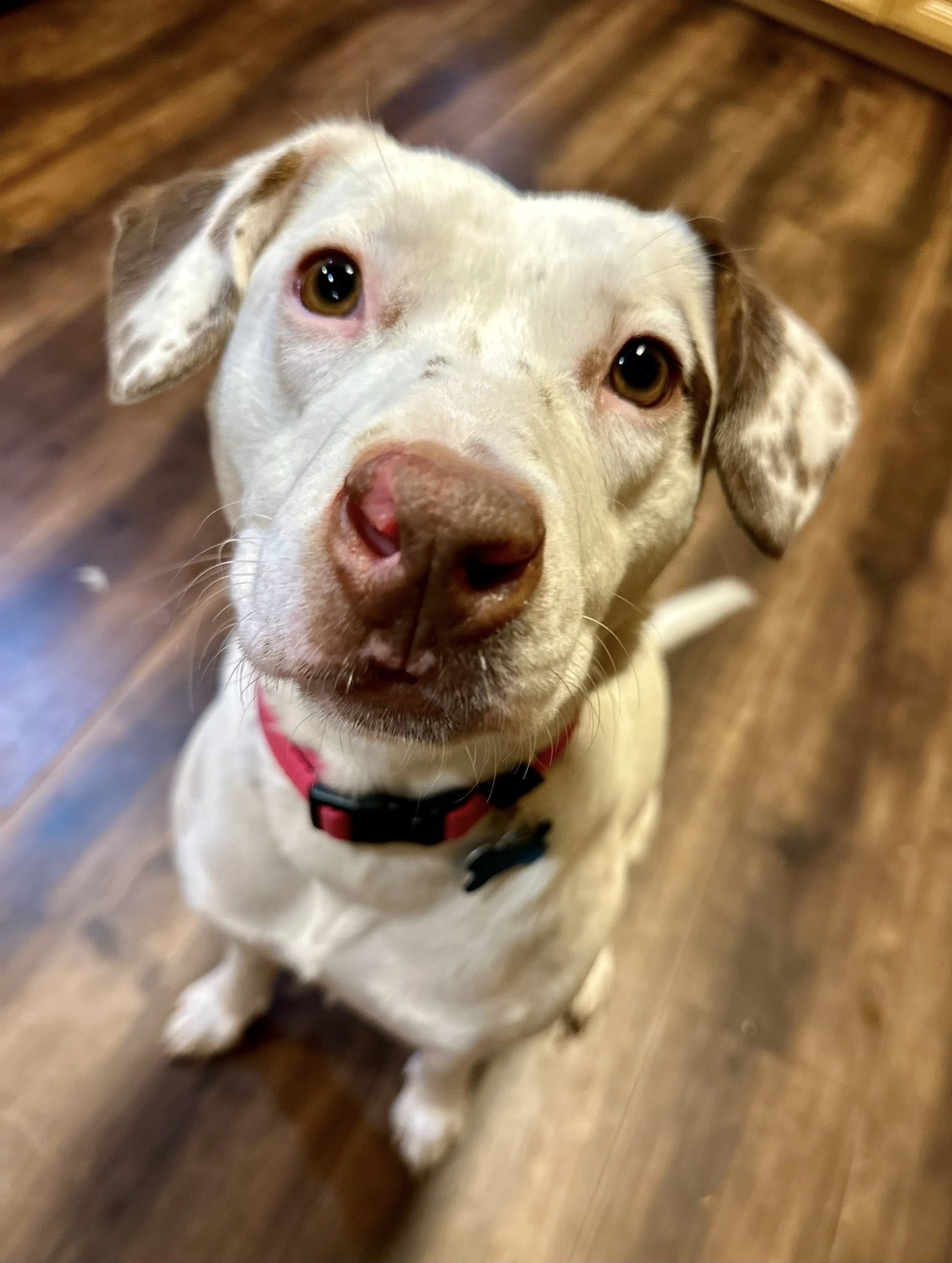 Lacey
