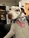 Lacey - Photo 2