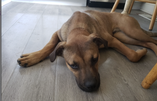 CARMELO - Shepherd available for adoption
