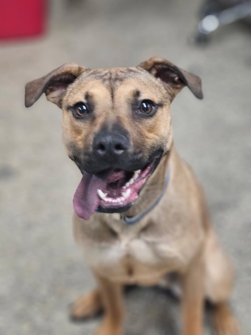 CARMELO - Shepherd available for adoption