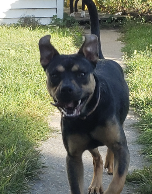 SNICKERS - Shepherd / Terrier available for adoption