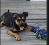 Snickers - Photo 2