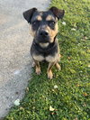 Snickers - Photo 4