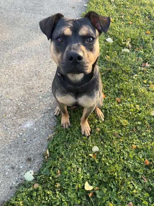 Snickers, an adoptable Shepherd in Plainfield, IL