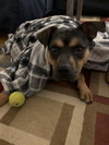Snickers - Photo 5