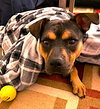 Snickers - Photo 1