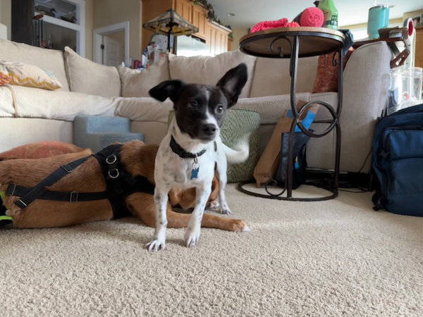 Ella
