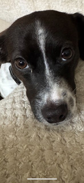 Stella photo 2