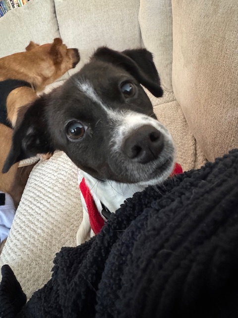 Stella