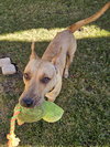 Ginny - Photo 2