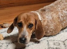 Rosie, an adoptable Coonhound in Plainfield, IL