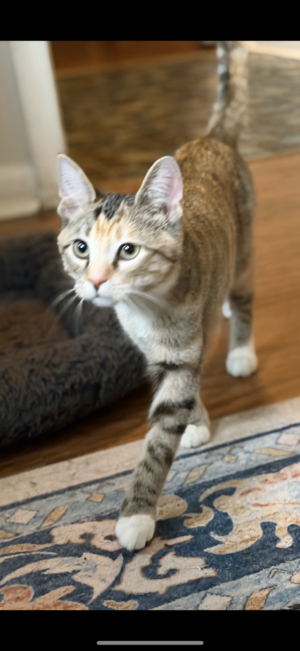 Cara