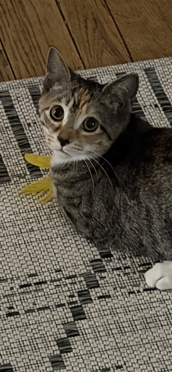 Cate