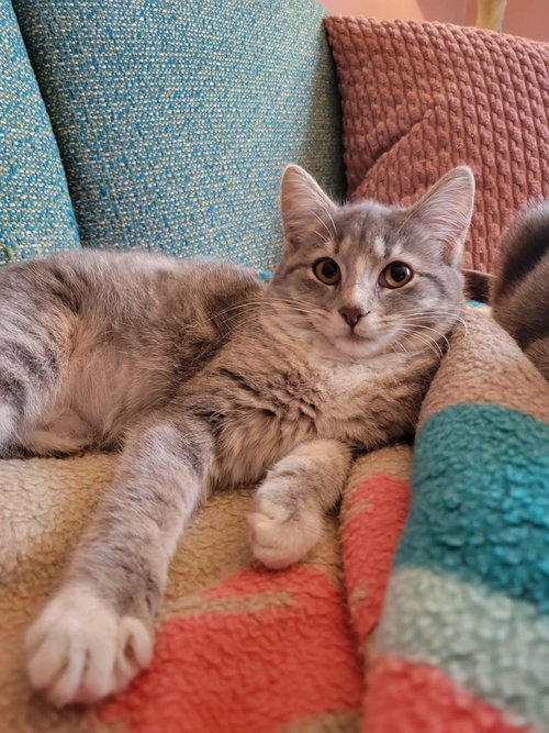 Too Chubz, an adoptable Domestic Short Hair in Plainfield, IL