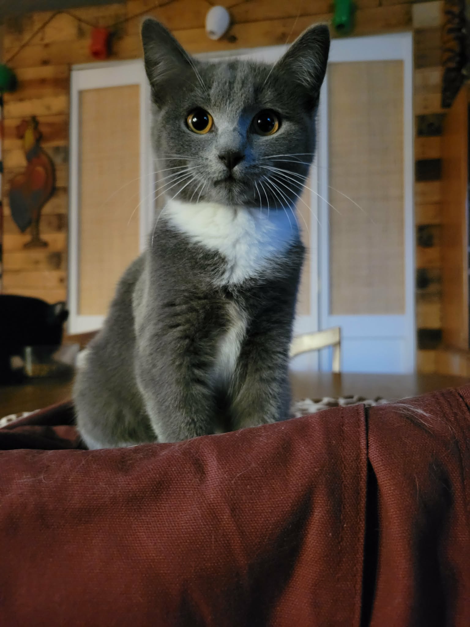 Junie